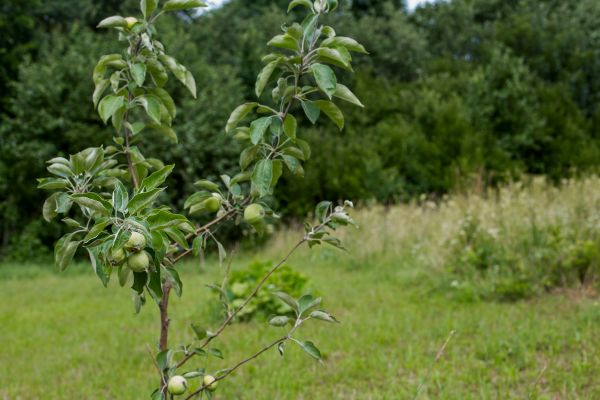 Apple Tree Planting Service